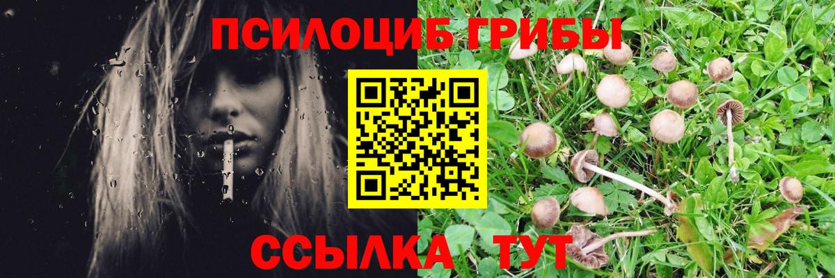 Псилоцибиновые грибы GOLDEN TEACHER Муром